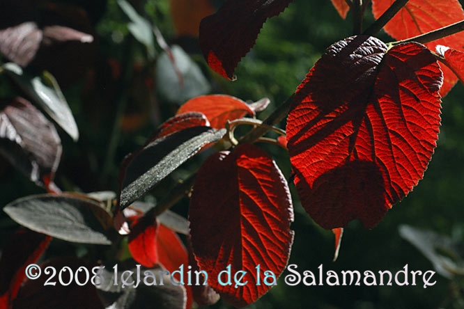 Viburnum lantanoides (viorne) au Jardin de la Salamandre en Dordogne