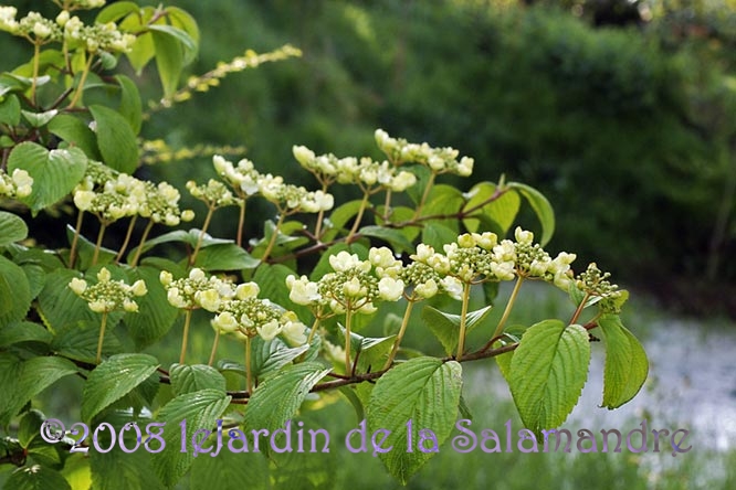 Viburnum plicatum 'Shasta' (viorne) au Jardin de la Salamandre en Dordogne