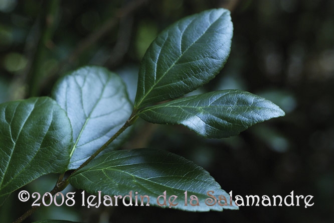 Viburnum suspensum au Jardin de la Salamandre en Dordogne