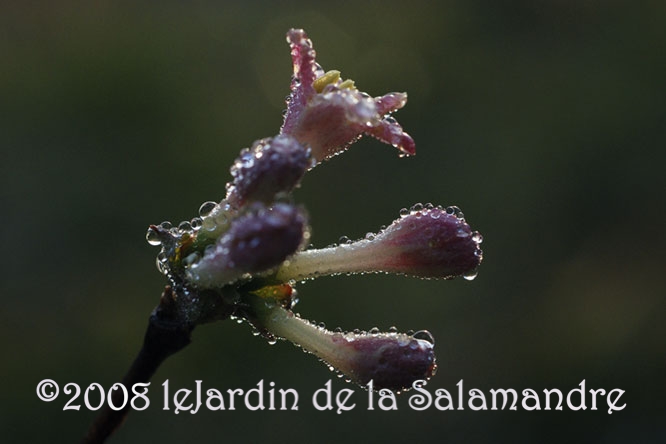 Viburnum x bodnantense 'Dawn' (viorne)au Jardin de la Salamandre en Dordogne
