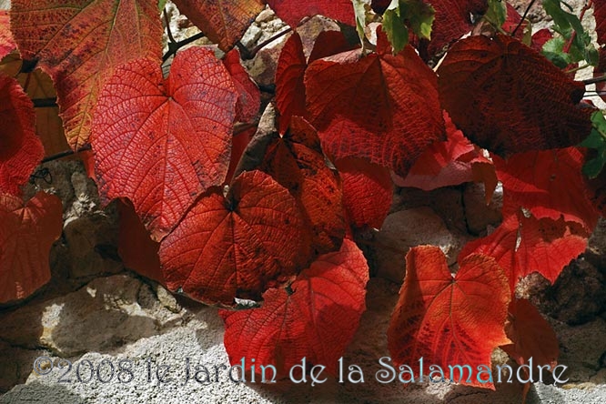 Vitis coignetae en automne au Jardin de la Salamandre en Dordogne