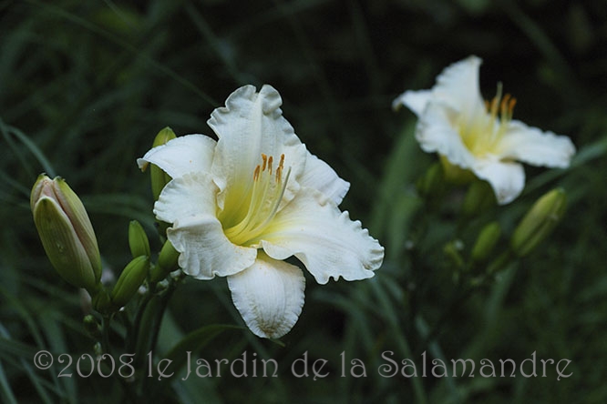 Hemerocallis 'White Temptation' au Jardin de la Salamandre en Dordogne
