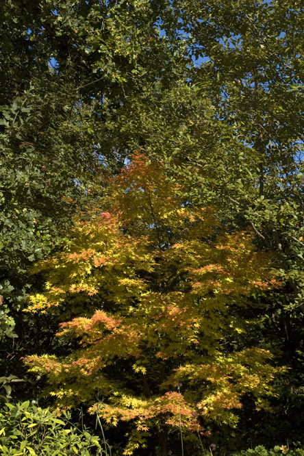 Acer palmatum 'Sengo Kaku' 2 au Jardin de la Salamandre en Dordogne