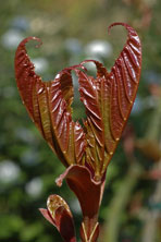 Acer davidii ssp. grosseri au Jardin de la Salamandre en Dordogne