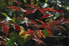 Acer griseum au Jardin de la Salamandre en Dordogne
