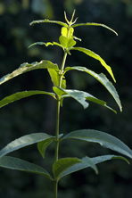 Acer oblongum au Jardin de la Salamandre en Dordogne