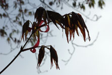 Acer palmatum au Jardin de la Salamandre en Dordogne