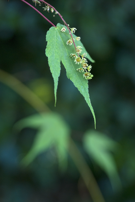 Acer pectinatum forrestii au Jardin de la Salamandre en Dordogne