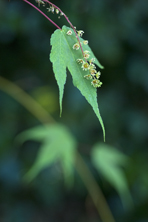 Acer pectinatum forrestii au Jardin de la Salaandre en Dordogne