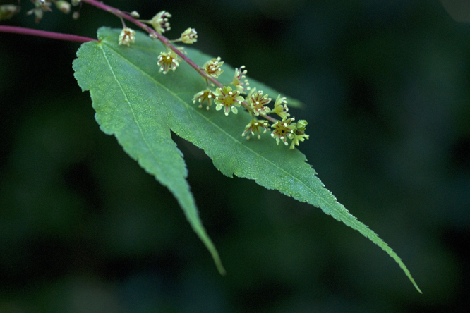 Acer pectinatum forrestii 3 au Jardin de la Salamandre en Dordogne