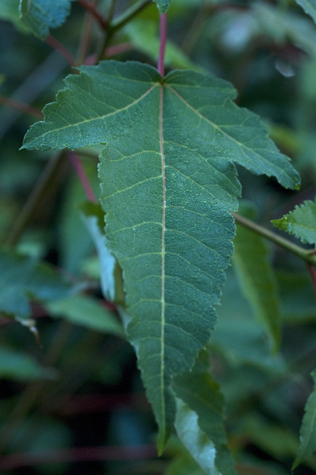 Acer pectinatum forrestii 2 au Jardin de la Salamandre en Dordogne