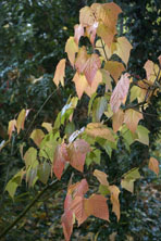 Acer rufinerve au Jardin de la Salamandre en Dordogne