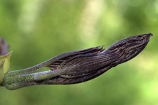 Fraxinus bungeana au Jardin de la Salamandre en Dordogne