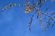 Populus tremula 'Pendula'  au Jardin de la Salamandre en Dordogne