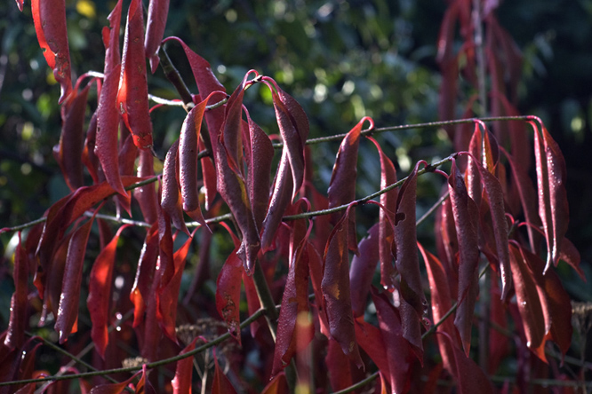 Euonymus grandiflorus 'Red Wine' au Jardin de la Salamandre