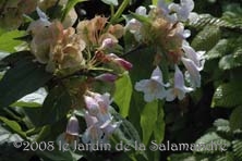 Dipelta floribunda au Jardin de la Salamandre en Dordogne