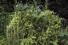 Itea ilicifolia au Jardin de la Salamandre