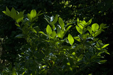 Ligustrum lucidum 'Texanum' au Jardin de la Salamandre en Dordogne