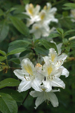 Rhododendron daviesii au Jardin de la Salamandre en Dordogne
