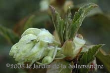 Ribes laurifolium au Jardin de la Salamandre en Dordogne