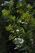 Ribes odoratum au Jardin de la Salamandre en Dordogne