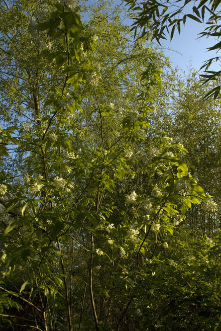 Staphylea colchica 2 au Jardin de la Salamandre en Dordogne
