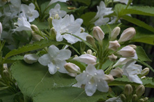 Weigela hortensis 'Nivea' au Jardin de la Salamandre en Dordogne