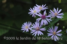 Aster coombe 'Fishacre'  au Jardin de la Salamandre en Dordogne