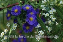 Asters ericoides 'Blue star' et Aster 'Monte Cassino'  au Jardin de la Salamandre en Dordogne