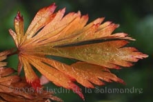Acer japonicum 'Aconitifolium' au Jardin de la Salamandre en Dordogne
