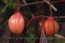 Euonymus grandiflorus 'Red Wine' au Jardin de la Salamandre en Dordogne 