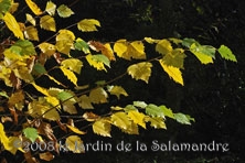 Betula nigra au Jardin de la Salamandre en Dordogne 
