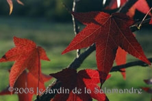 Liquidambar styraciflua au Jardin de la Salamandre en Dordogne