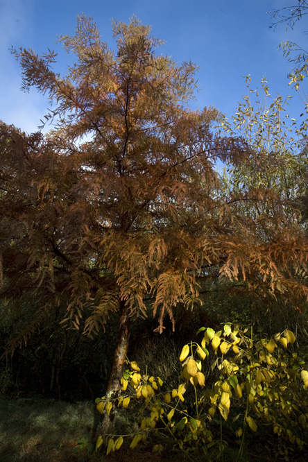 Taxodium distichum en automne au Jardin de la Salamandre en Dordogne