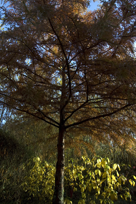 Taxodium distichum 2 en automne au Jardin de la Salamandre en Dordogne