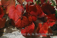 Vitis coignetae au Jardin de la Salamandre en Dordogne
