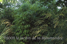 Chimonobambusa quadrangularis au Jardin de la Salamandre en Dordogne