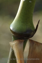 Chimonobambusa tumidissinoda au Jardin de la Salamandre en Dordogne