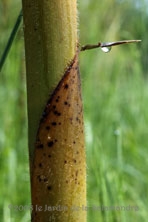 Phyllostachys kwangsiensis au Jardin de la Salamandre en Dordogne