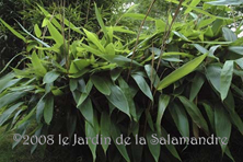 Sasa tesselata au Jardin de la Salamandre en Dordogne