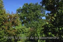 Arbres au Jardin de la Salamandre en Dordogne