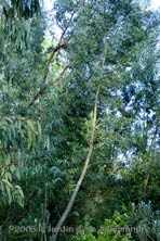 Eucalyptus au Jardin de la Salamandre