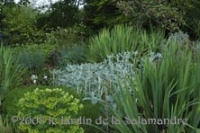 Massif avec euphorbes au Jardin de la Salamandre en Dordogne
