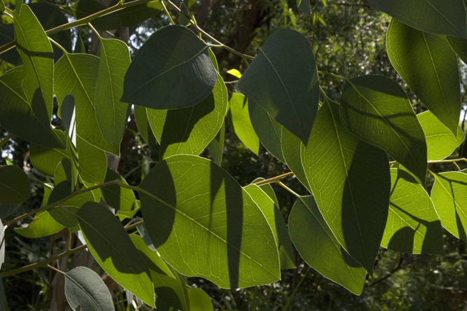 Eucalyptus blakelyi  2au Jardin de la Salamandre en Dordogne