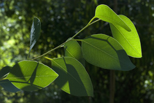 Eucalyptus blakelyi au Jardin de la Salamandre en Dordogne