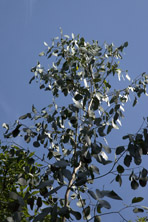 Eucalyptus camphora au Jardin de la Salamandre en Dordogne