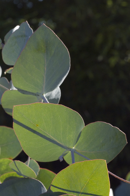 Eucalyptus cinerea 'Pendula' 3   au Jardin de la Salamandre en Dordogne