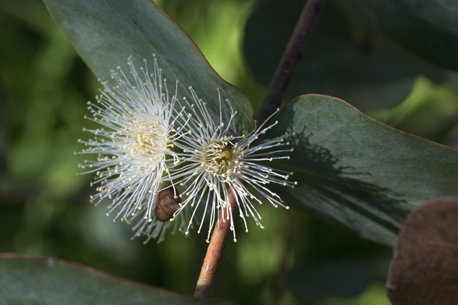 Eucalyptus cinerea 'Pendula' 2   au Jardin de la Salamandre en Dordogne