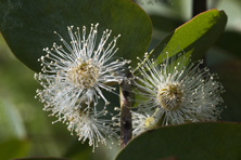 Eucalyptus cinerea 'Pendula' au Jardin de la Salamandre en Dordogne