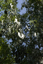 Eucalyptus dalrympleana au Jardin de la Salamandre en Dordogne
